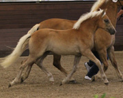 Siegerstutfohlen Haflinger v. Nordlicht ad Montana-R.